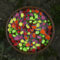 Fungi Rainbow